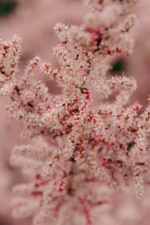 Pink Blossoms