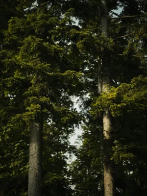 Forest Canopy