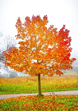 Autumn Tree