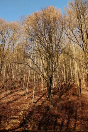 Autumn Forest