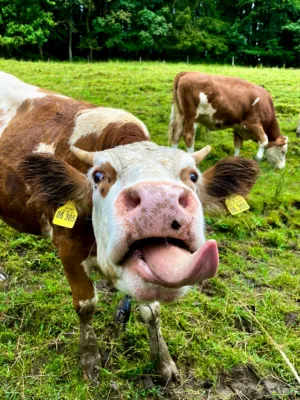 Cows In A Field