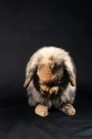 Bunny Portrait