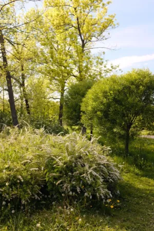Spring Forest