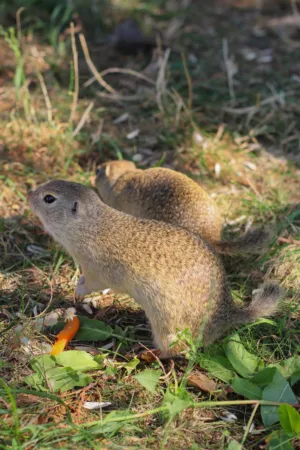 Ground Squirrels In Natural Habitat