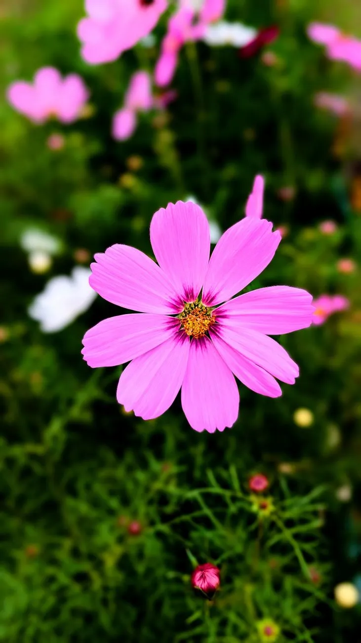 Pink Cosmos Flower