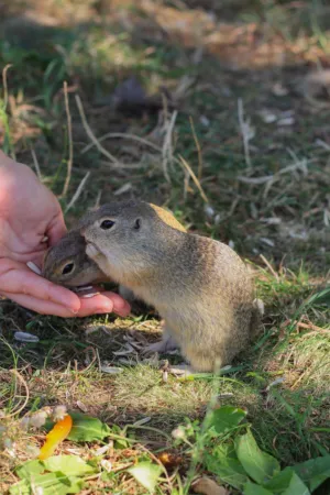 Hand Feeding Squirrels