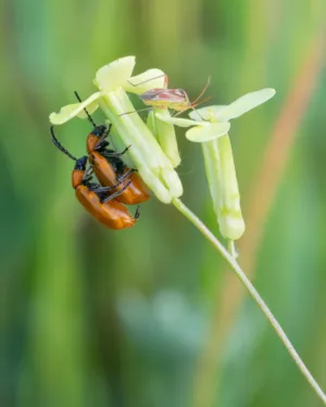 Insects On A Flower