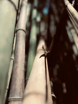 Bamboo Stalks