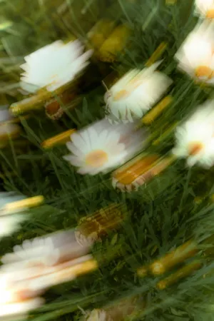 Blurred Daisy Field