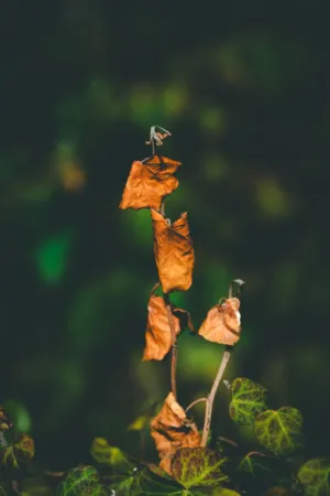 Dried Leaves