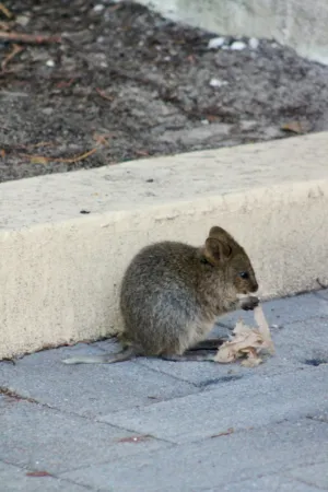 Quokka Eating