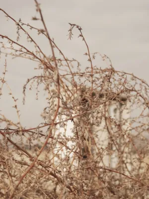 Dried Plants