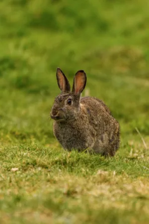 Rabbit In The Grass