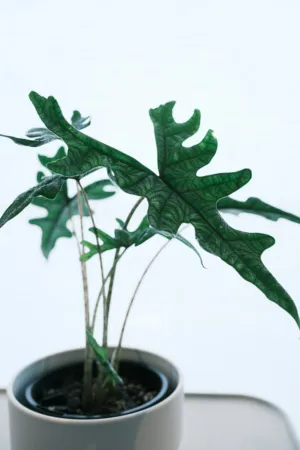 Green Leaf Plant