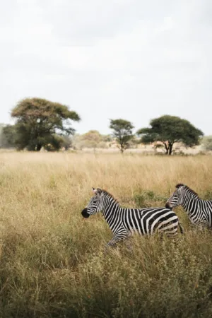 Zebras In The Savannah