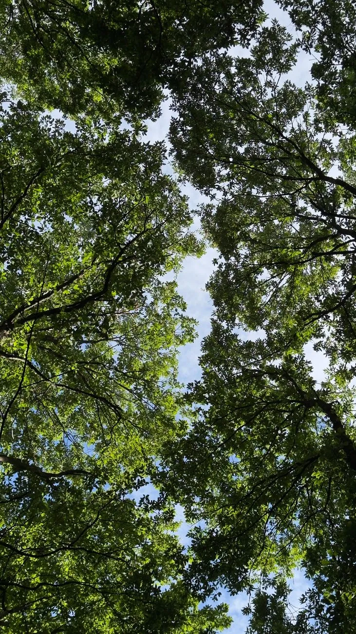 Treetop Canopy