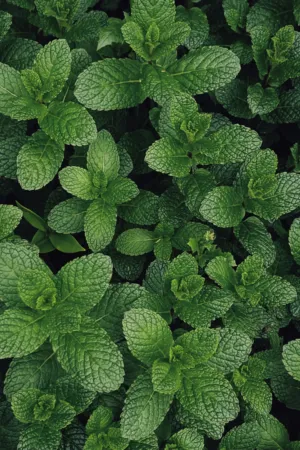 Mint Leaves