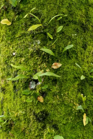 Mossy Surface