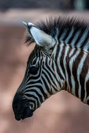 Zebra Portrait