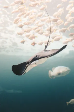 Underwater Ray