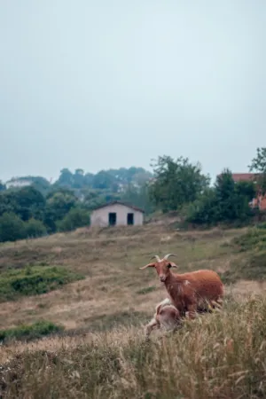 Rural Landscape With Goats