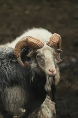 Ram With Curved Horns