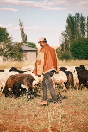 Shepherd With Flock