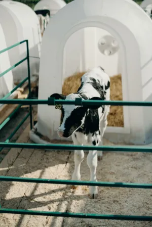 Calf In A Pen