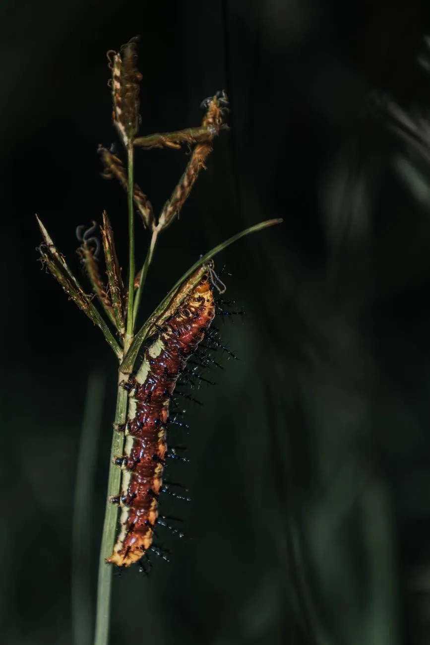 Caterpillar On A Plant