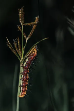 Caterpillar On A Plant