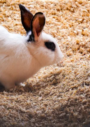 White Rabbit