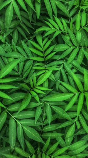 Green Leaf Pattern