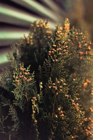 Flowering Evergreen