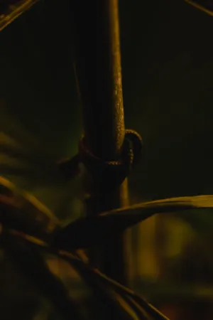 Twine On A Branch