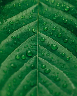 Green Leaf With Water Droplets