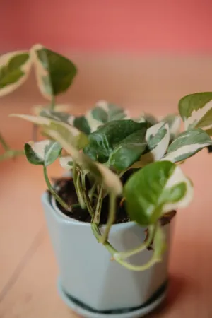 Variegated Pothos Plant