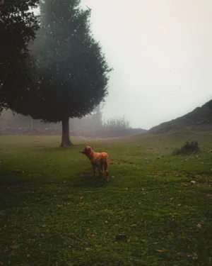 Misty Morning In The Field