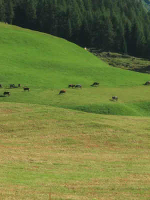 Green Pastures