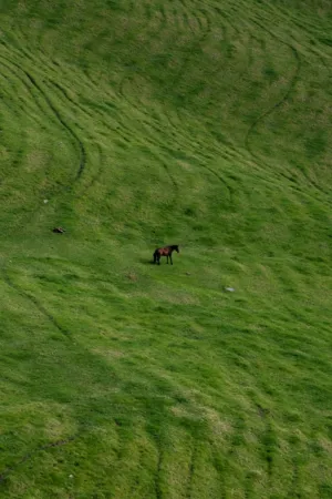 Solitary Horse On A Rolling Green Hill