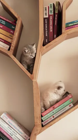 Cats On A Bookshelf