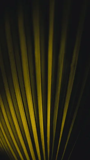 Yellow Leaf