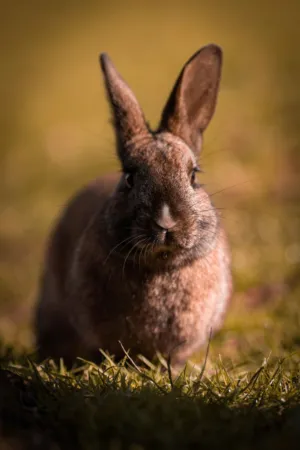 Brown Rabbit In The Wild