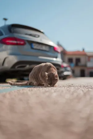 Gray Cat On Street