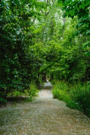 Forest Path