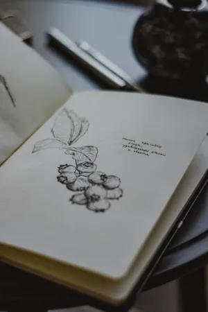 Sketchbook With Berries