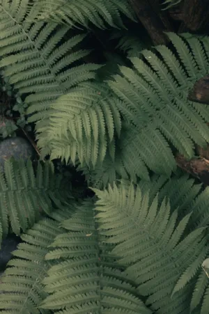 Ferns In The Forest