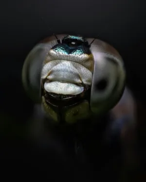 Dragonfly Close-Up