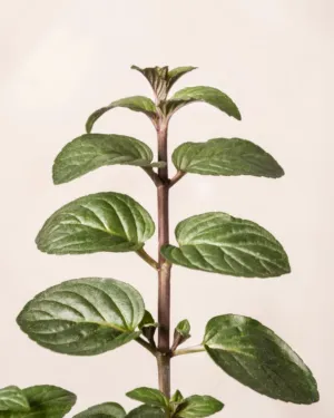 Mint Plant