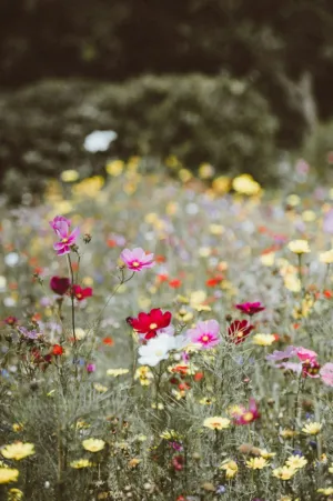 Colorful Wildflower Field