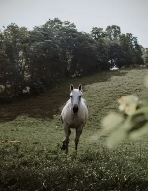 White Horse In A Field